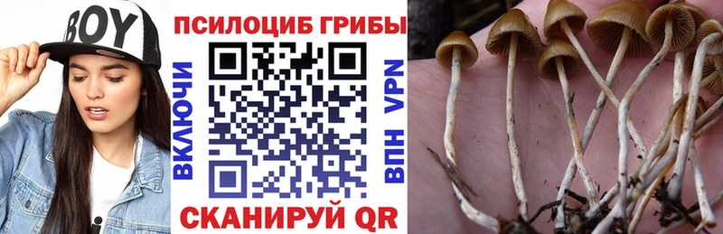 Псилоцибиновые грибы Cubensis  цены   Прохладный 