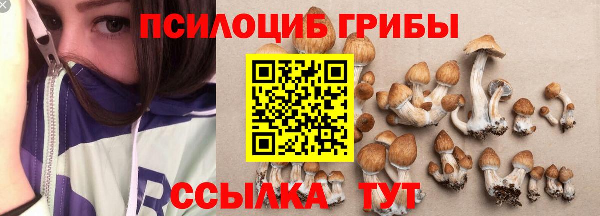 Псилоцибиновые грибы GOLDEN TEACHER  Вход с VPN  Прохладный 